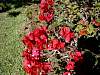 Bougainvillea02.JPG