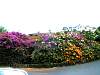 Bougainvillea03.JPG