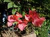 Bougainvillea05.JPG