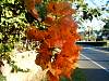 Bougainvillea07.JPG