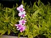 Orchid01.JPG