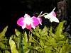 Orchid02.JPG