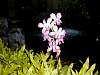 Orchid03.JPG