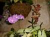 Orchid05.JPG