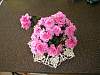 AzaleaB.jpg