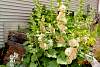 Hollyhock1.jpg