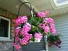 PinkGeraniumB.jpg
