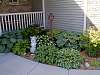 Hosta1.JPG