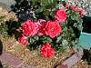 Rose02.JPG