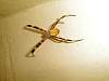 Spider.JPG