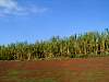 SugarCane.JPG