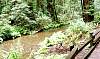 creekatmuirwoods.jpg