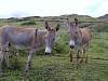 Donkey1.JPG