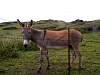 Donkey2.JPG