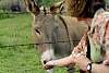 Donkey3.jpg