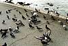 hungrypigeons.jpg