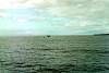 Whale06.jpg