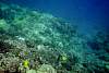 Coral4.jpg